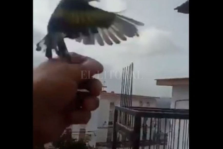 ELLITORAL_316900 |  Captura de Internet