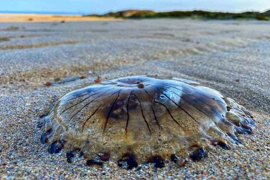 ELLITORAL_396938 |  Gentileza La medusa fue hallada por un fotógrafo durante un paseo con sus perros por una playa de Cornualles.