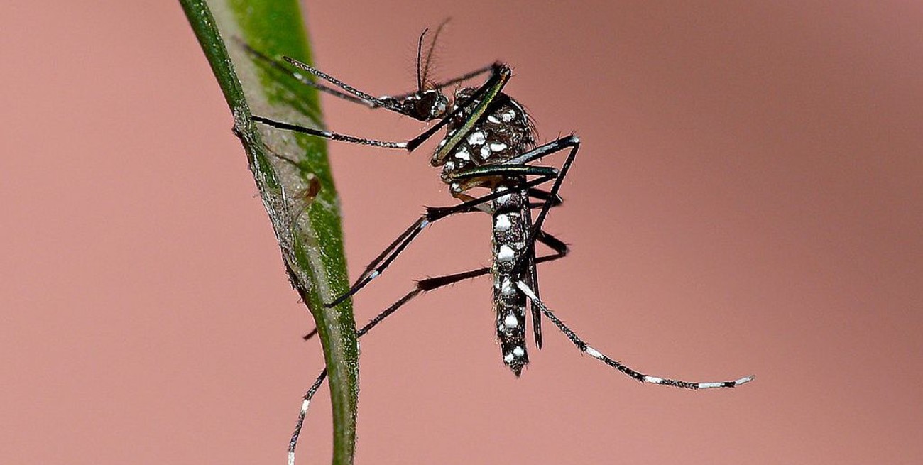 Con 491 nuevos contagiados, ya son 3701 los casos de dengue en la provincia de Santa Fe