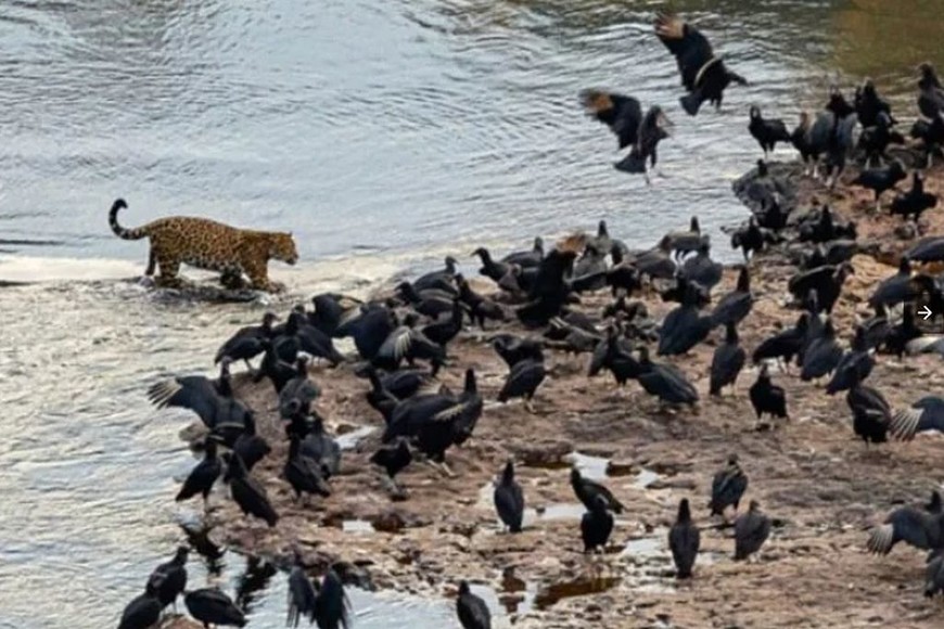 ELLITORAL_397948 |  Cecilia Miura