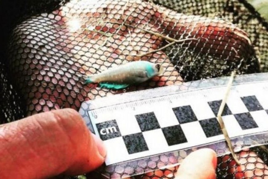 ELLITORAL_332844 |  Gentileza Fueron encontrados en la localidad de Longchamps