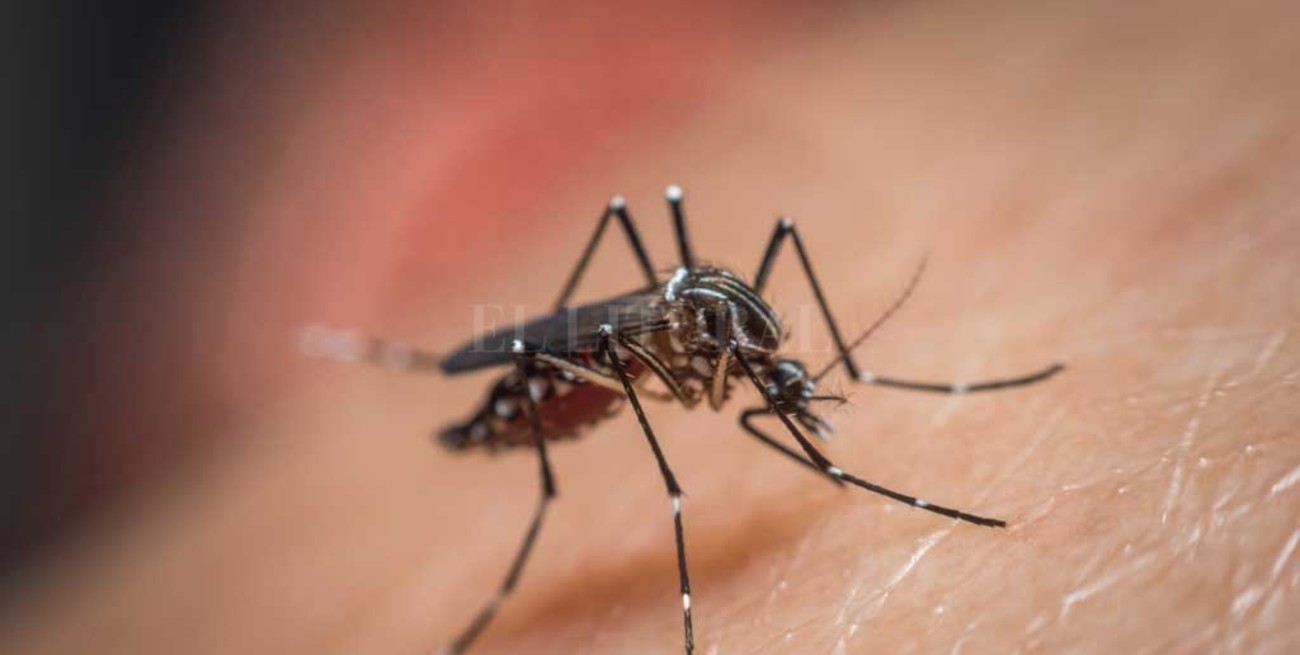 633 casos de dengue en la provincia: casi se duplicaron en una semana
