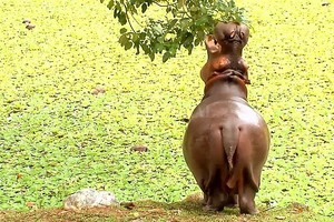 ELLITORAL_286552 |  Cornare