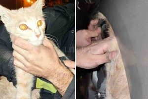 El Litoral El momento en que el felino es rescatado por los bomberos.