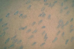 ELLITORAL_385170 |  Leo Bayol