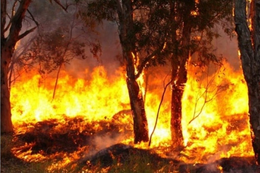 ELLITORAL_370337 |  Gentileza