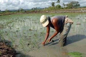 ELLITORAL_305172 |  EFE Una campesina cubana siembra arroz en la provincia de Pinar del Río, unos 120 kms al oeste de La Habana (Cuba).