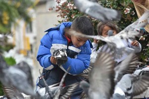 ELLITORAL_307425 |  Archivo El Litoral/ Flavio Raina En diciembre del año pasado, el Concejo aprobó por ordenanza un Plan Municipal de Gestión Ética de la población de palomas en la ciudad, para controlar la natalidad de estas aves.