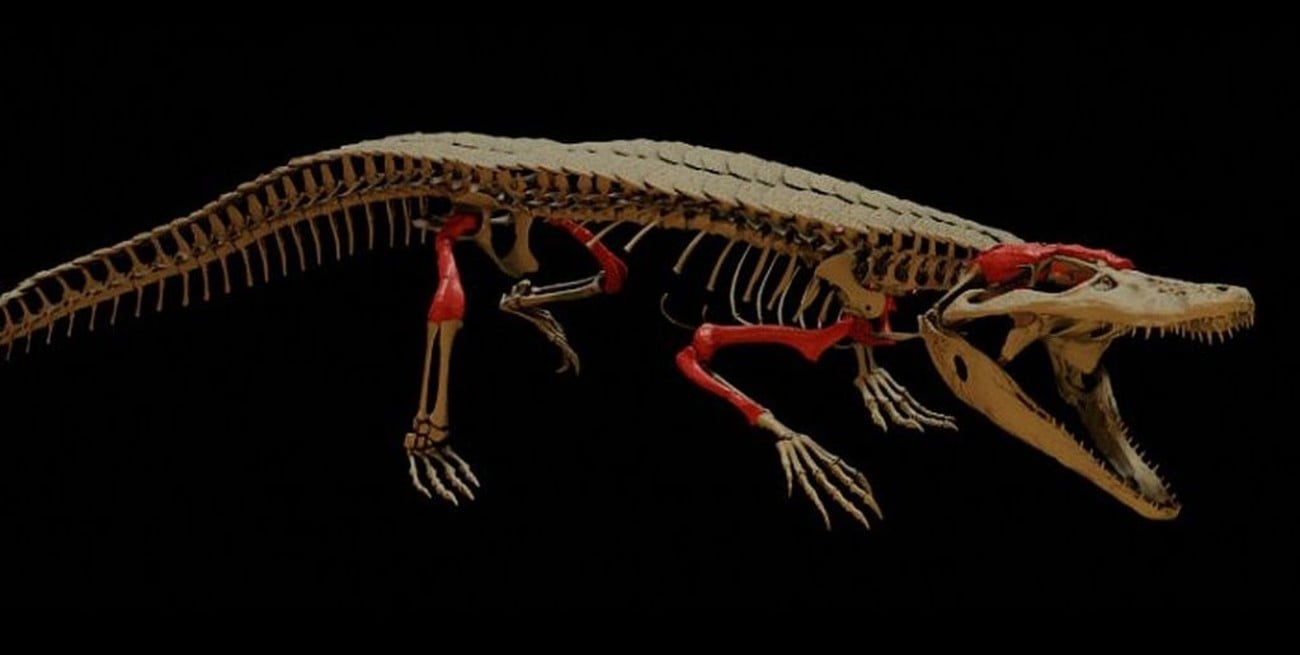 "Burkesuchus mallingradensis": hallaron fósiles de un cocodrilo "enano" de 148 millones de años