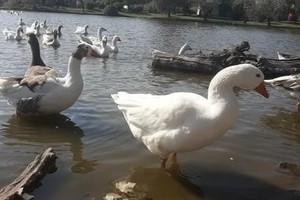 ELLITORAL_395440 |  Captura de pantalla