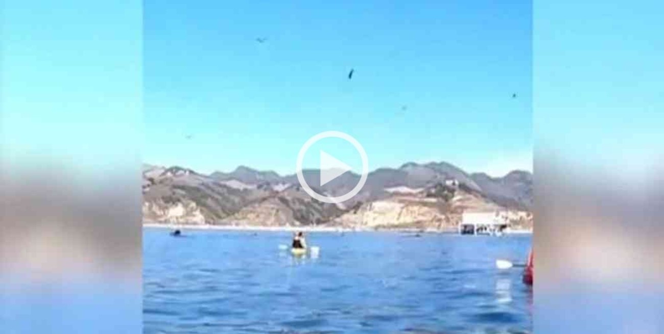 Video: impactante momento en que una ballena casi se traga a dos kayakistas