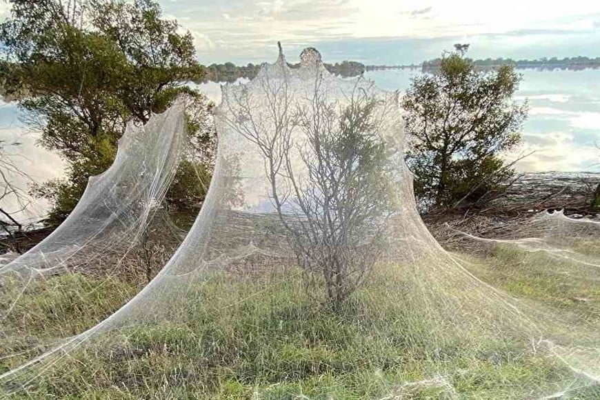 ELLITORAL_384365 | Gentileza