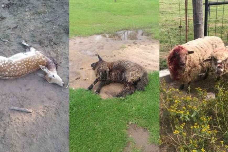 ELLITORAL_371157 |  Gentileza Estas imágenes compartió el atacante para demostrar que los perros mataban a sus animales.