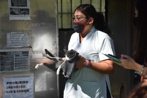 ELLITORAL_370270 |  Flavio Raina Castrado. El animalito es devuelto a su dueño luego de pasar por uno de los quirófanos móviles que desplegó la Municipalidad por toda la ciudad.