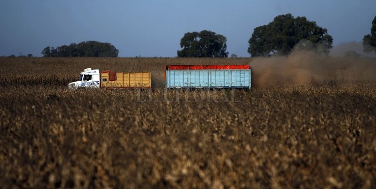 Logística de granos: cae un 5,1% el movimiento de camiones