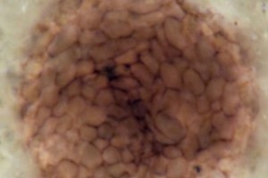 ELLITORAL_374552 |  Gentileza