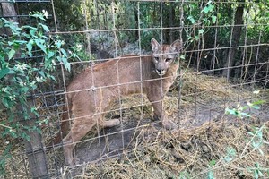 ELLITORAL_376192 |  Gentileza El operativo estuvo a cargo de la policía local, efectivos de la Guardia Rural los Pumas y de personal de Fauna, del Ministerio de la Producción.