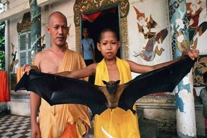 Agencias Los murciélagos que comen fruta son habituales en el sur de Asia y son el hábitat perfecto para el virus Nipah.