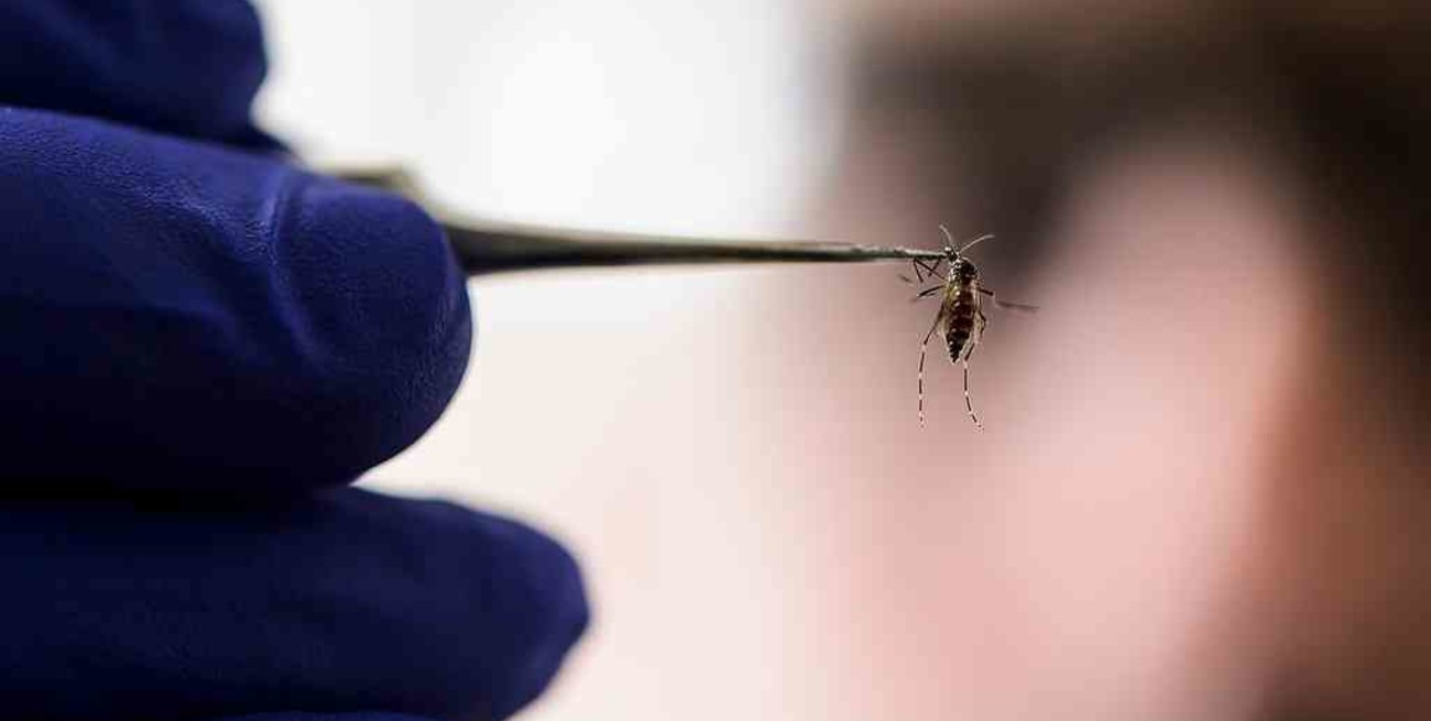 Ascienden a 26 los casos de dengue en los cayos de Florida