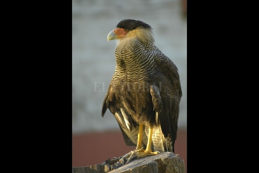 ELLITORAL_370773 |  Archivo El Litoral