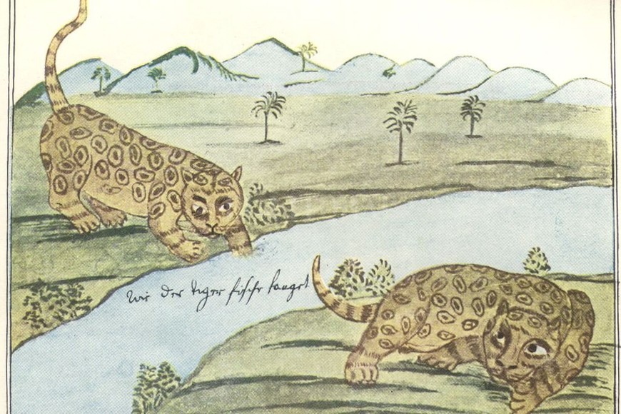 ELLITORAL_367325 |  Archivo El Litoral Jaguares, ilustración de Florian Paucke.