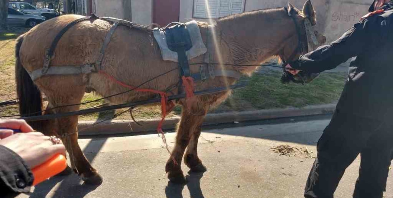 Rescatan yegua preñada y un caballo en mal estado