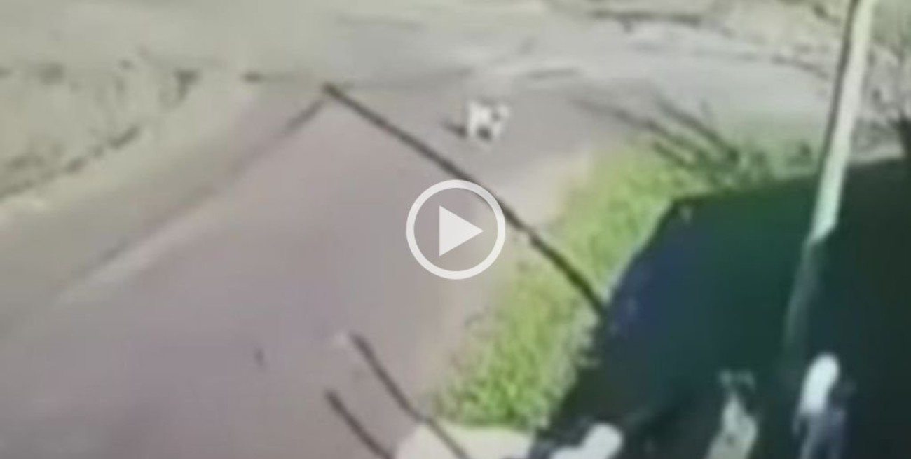 Video: acusan a policías de Zárate por atropellar y matar a un perrito intencionalmente 