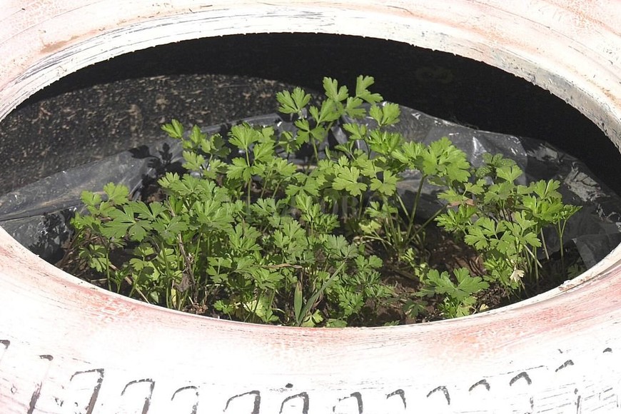 ELLITORAL_395967 |   SEMBRANDO VALORES. Hace cuatro años, en la escuela Cristo Obrero llevan adelante un proyecto vinculado a la huerta. El objetivo es que los chicos aprendan a proveerse de sus propios recursos y no depender de lo que se les puede llegar a dar.