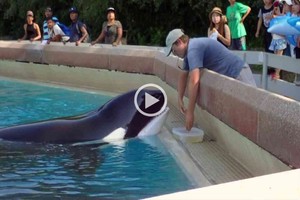 Imagen ilustrativa Kiska es una orca que lleva 10 años viviendo en solitario en el acuario Marineland, en Canadá.