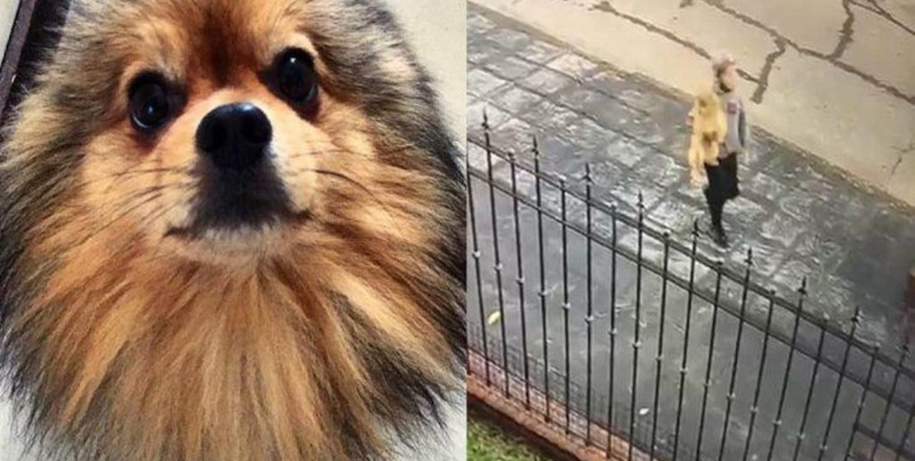 Lo detuvieron por robar a un perro que se niega a devolver