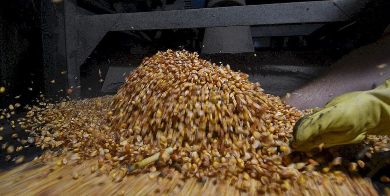 Récord en exportación de maíz