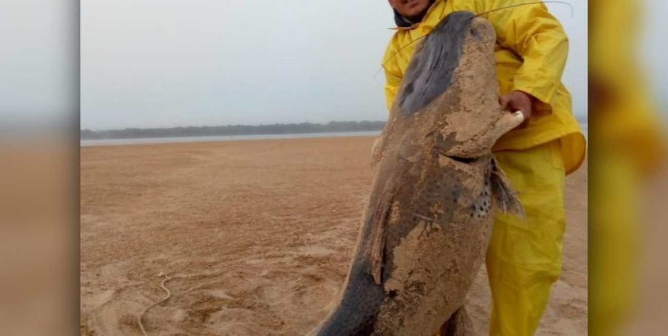 El surubí en Corrientes: ''No fue pescado sino hallado cuando estaba varado con muy poca agua''