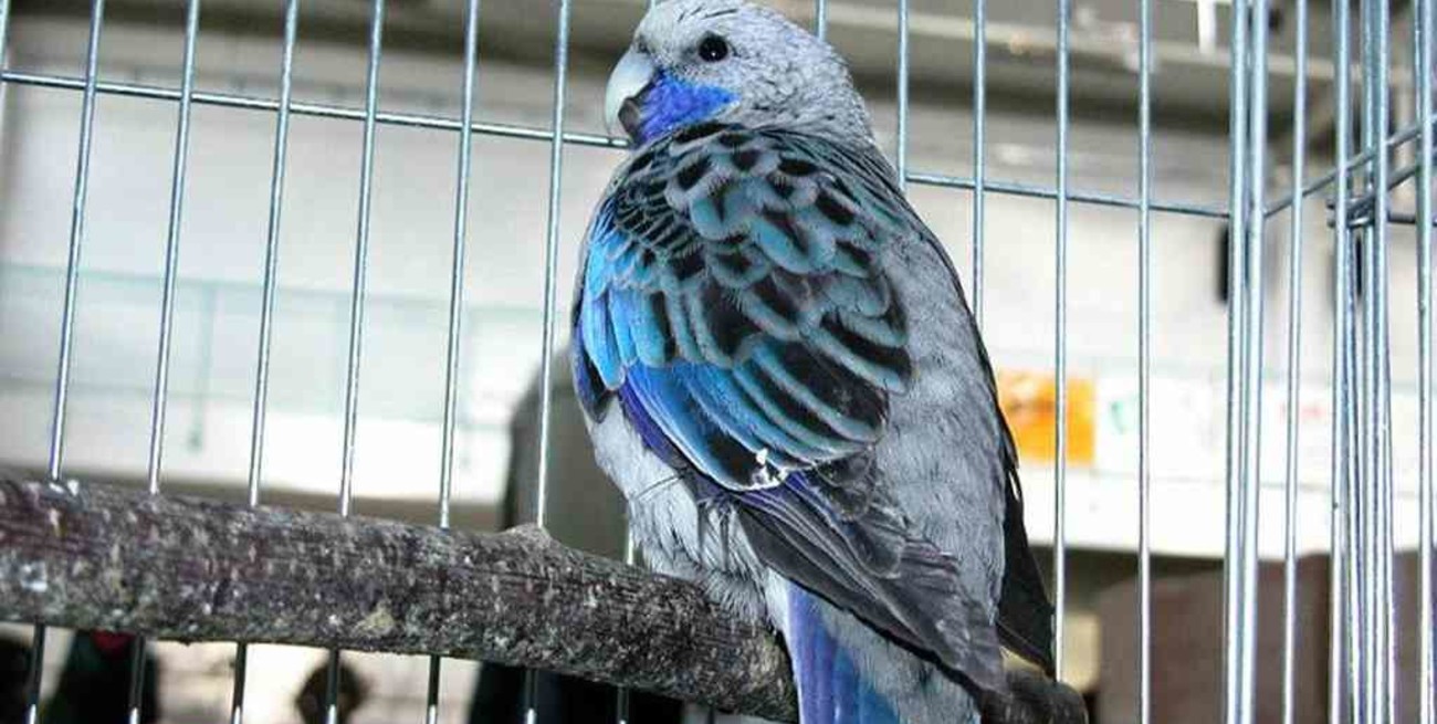 Buenos Aires: desbarataron un criadero ilegal y rescataron a 300 aves de especies exóticas