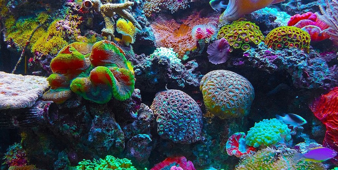 Los arrecifes de coral del Caribe mexicano están en riesgo por culpa los protectores solares