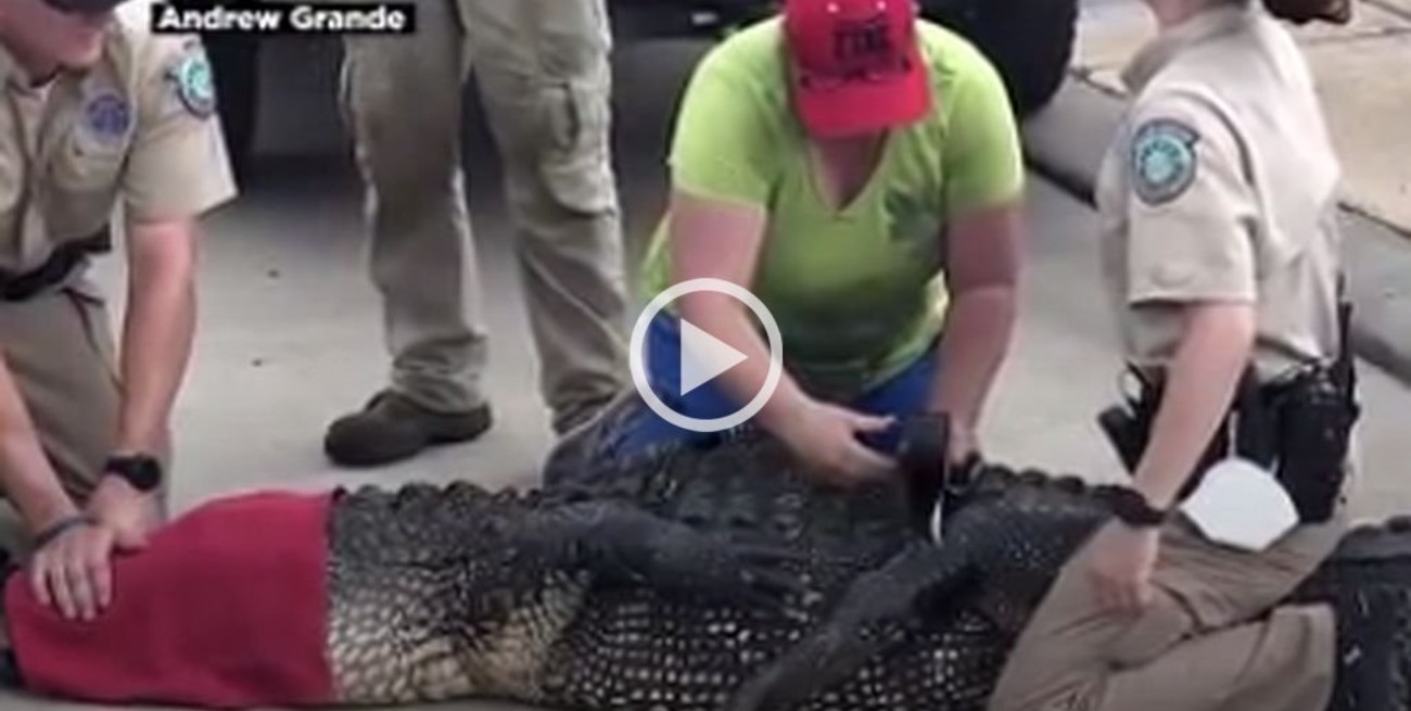Video: detuvieron a un enorme caimán que se acercó a una nena en Texas