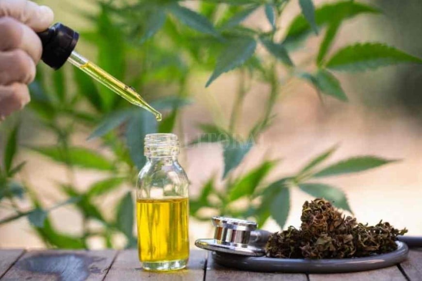 ELLITORAL_313402 |  Archivo El Litoral El autocultivo personal de cannabis sativa para tratar pacientes con enfermedades graves y crónicas se metió de lleno en la agenda legislativa del Concejo santafesino.