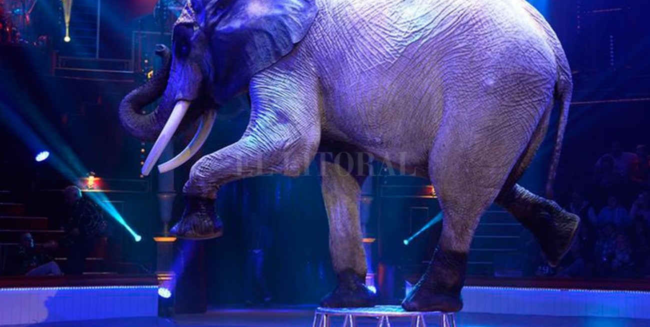 Francia prohibirá la presencia de animales salvajes en los circos