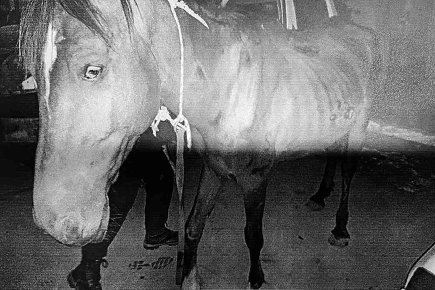 ELLITORAL_395274 |  Gentileza La veterinaria oficial constató que los animales son  orejanos de marca , con signos de desnutrición y maltrato físico.