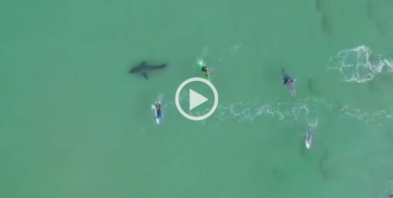 Video: Un enorme tiburón blanco se acercó a surfistas en Sudáfrica