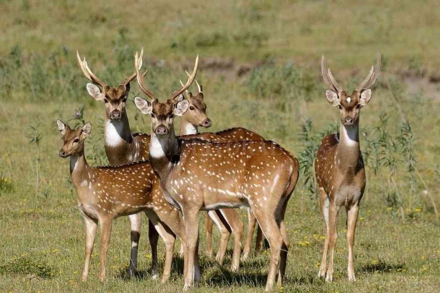 ELLITORAL_309618 | Gentileza