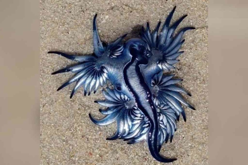 ELLITORAL_340433 |  Gentileza