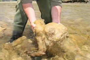 ELLITORAL_386154 |  Captura de pantalla