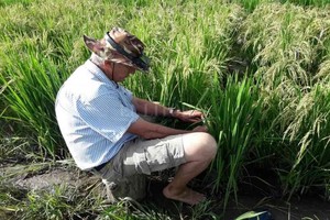 ELLITORAL_402281 |  Gentileza