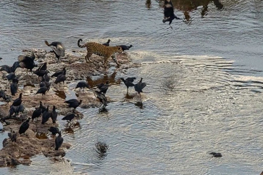 ELLITORAL_397949 |  Cecilia Miura