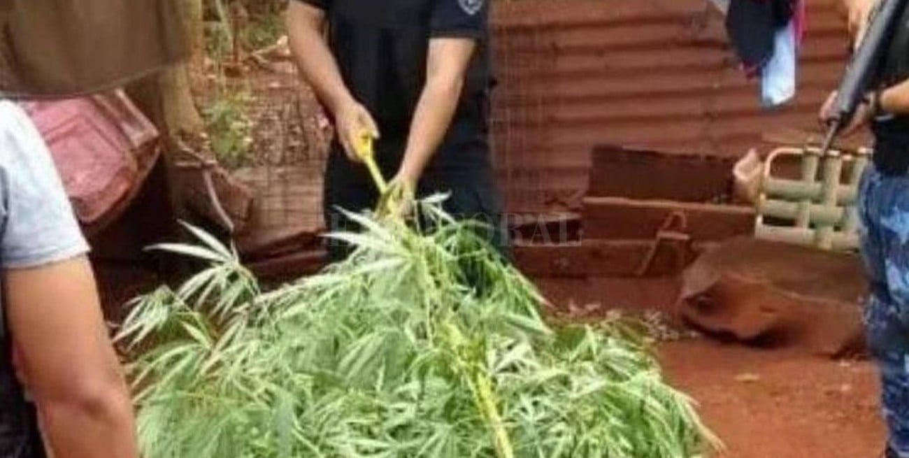 Una mujer de 74 años fue detenida por cultivar marihuana para uso medicinal