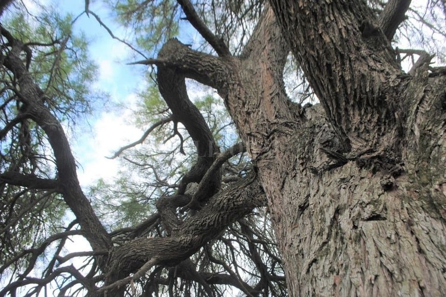 ELLITORAL_400191 |  Gentileza V. Kern Un algarrobo blanco (Prosopis alba), en la localidad de Vera.