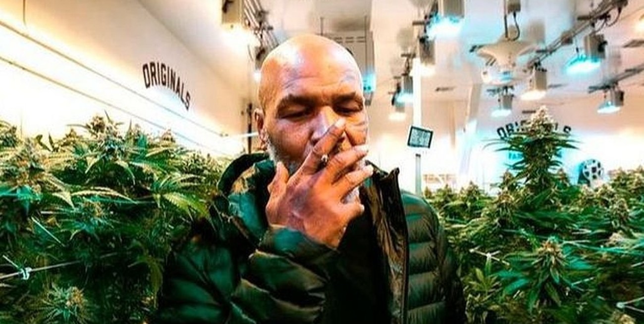 Mike Tyson factura 500.000 dólares mensuales con su plantación de marihuana