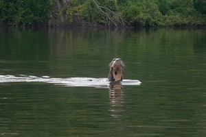 ELLITORAL_379505 |  Gentileza