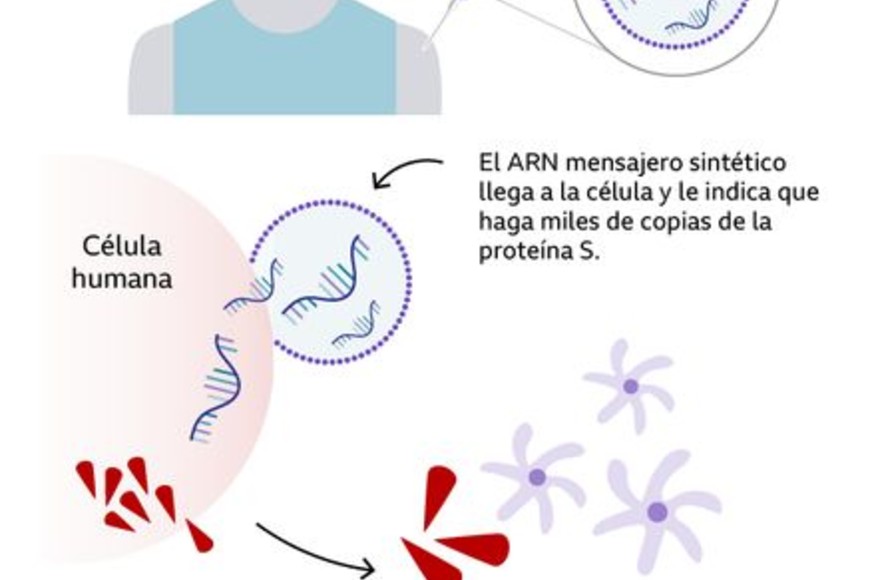 ELLITORAL_341104 |  BBC Según datos de Nature