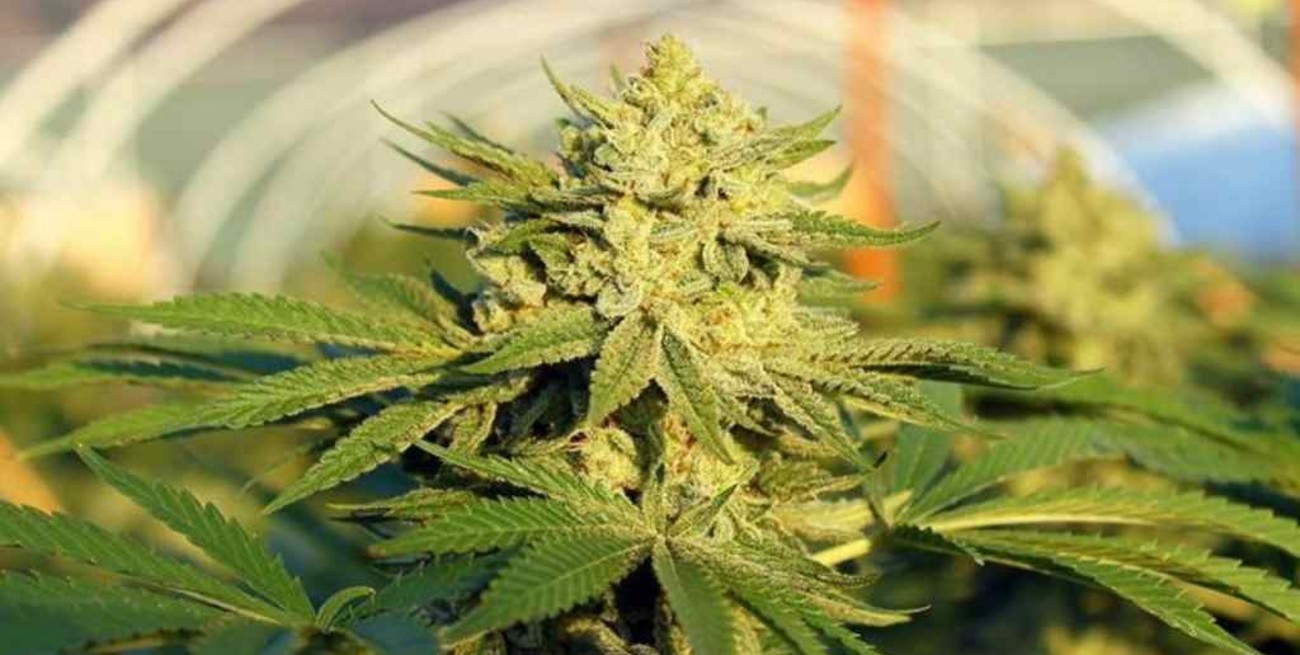 Se convirtió en ley el acceso al cannabis medicinal en Entre Ríos